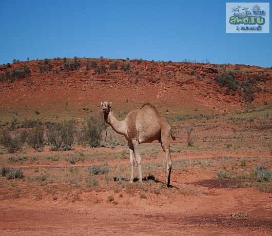 Съездил в Австралию - впечатления супер