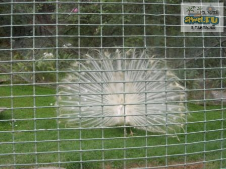 Бангкок - Камбоджа - Куала-Лумпур ( 19.01.2007 - 09.02.2007